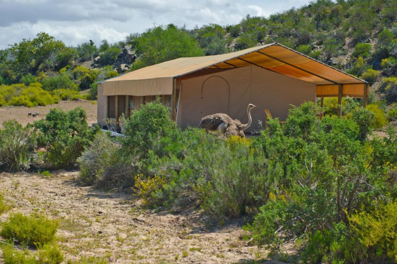 African Game Lodge Montagu Exterior foto